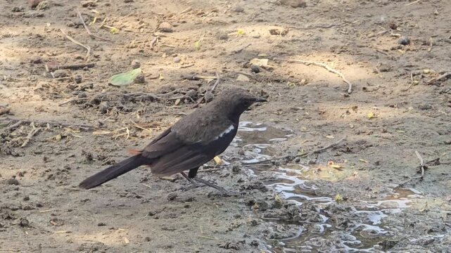 Small brown Indian Robbin bird foraging on muddy ground, close up of wild bird in natural habitat, avian wildlife searching for food on wet earth