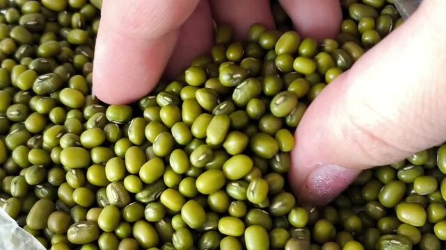 A woman's hand touches a green mung bean in a bag. Green mung beans, beans