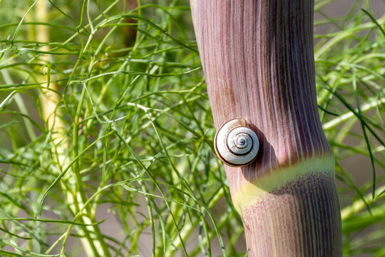 Close up view of small striped snail sitting on thick purple ferula plant stem in late winter. Beautiful mediterranean wildlife macro details. Sunny day, Cyprus.