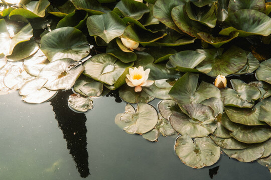 View of white water lilies blooming among large green lily pads on a dark pond surface with a tree reflection Granada, Andalusia, Spain.
