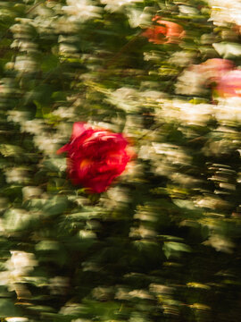 View of a blurred red rose surrounded by white blossoms and green foliage with a motion blur effect Granada, Andalusia, Spain.