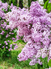 Obraz premium Lush Purple Lilac Cluster Blooming in a Spring Garden