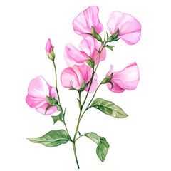 Fototapeta premium watercolor vector of Sweet Pea Flower, isolated on a white background.