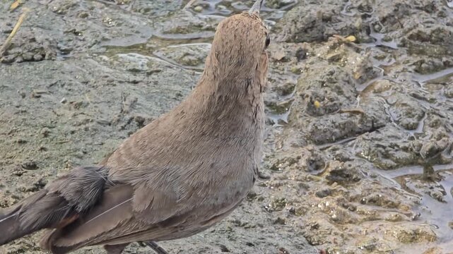 Small brown Indian Robbin bird foraging on muddy ground, close up of wild bird in natural habitat, avian wildlife searching for food on wet earth