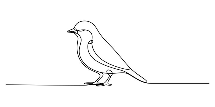 Bird standing, minimalist single line drawing illustration.