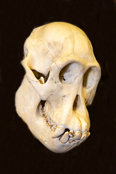 A chimpanzee skull on a dark background. Wildlife, mammals, predators.