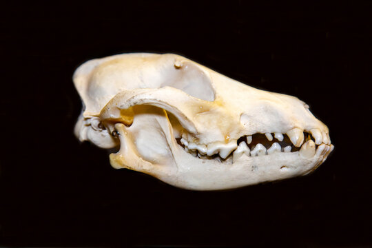 A jackal's skull on a dark background. Wildlife, mammals, predators.