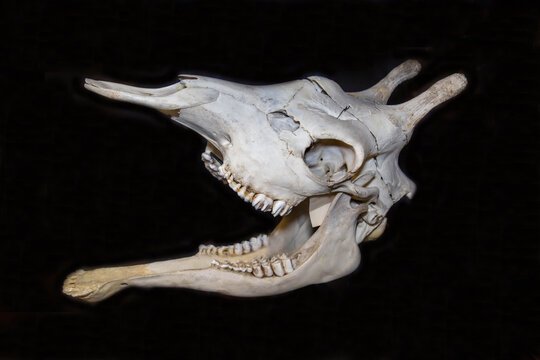 Giraffe skull on a dark background. Wildlife, mammals, predators.