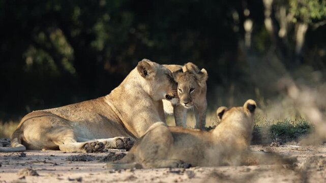  A lion cub gets up after a yawn