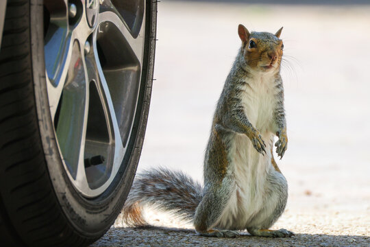 squirrel, grey squirrel, gray squirrel, wildlife, urban wildlife, animal portrait, squirrel standing, curious squirrel, wild animal, rodent, nature, mammal, close up, squirrel near car, car wheel, tyr