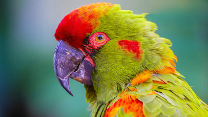 Close-Up Portrait of a Vibrant Green Macaw with Red Crown and Colorful Feathers © Lazim