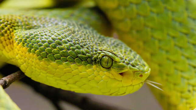 Close-Up Profile of a Green Pit Viper Snake Head Showing Scales and Eye
