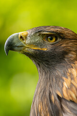 Steinadler © Manu