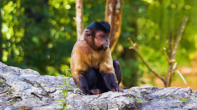 Wild Tufted Capuchin Monkey Sitting on a Rock in a Lush Green Forest Habitat