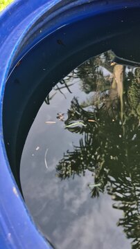 Clear sky and palm tree shadows reflection on the calm surface of water inside a large blue plastic barrel container
