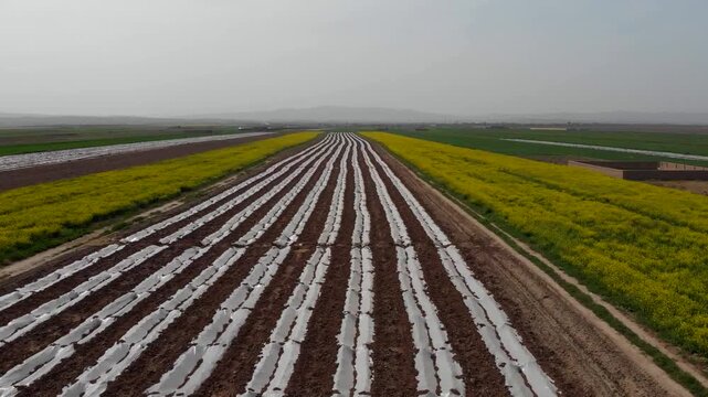 Straight rows of green crops in agricultural field creating farm and nature documentary footage perfect for travel stock video.