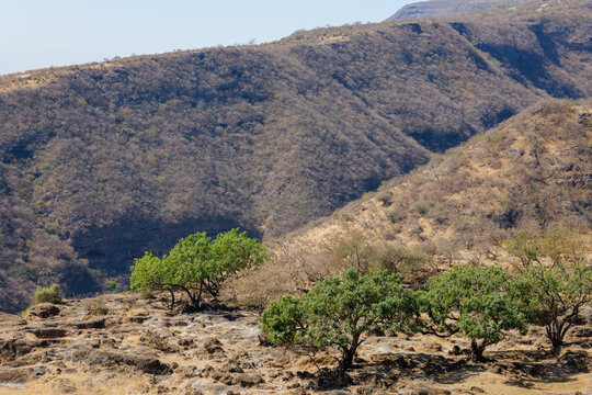 Arid Wadi Darbat Landscape with Sparse Green Trees Under Clear Sky