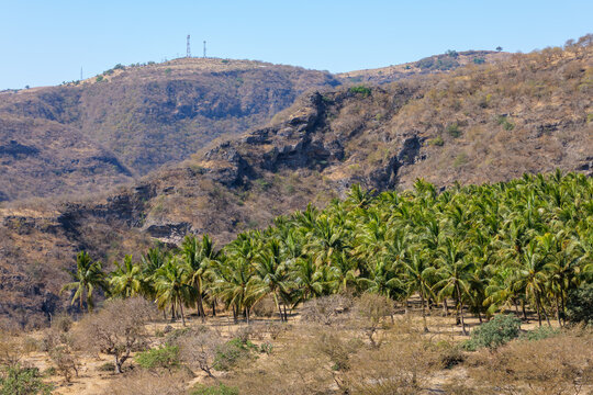 Oman Wadi Darbat, 2025-12-25 - Date Palm Plantation Valley in Oman