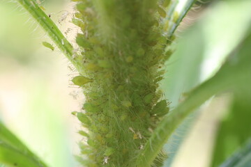 Fototapeta premium 農業や家庭菜園で警戒されるアブラムシの害虫