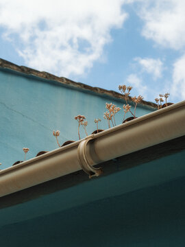 View of small dried plants growing in a roof gutter against a blue building wall and cloudy sky in Juzcar, Andalusia, Spain.