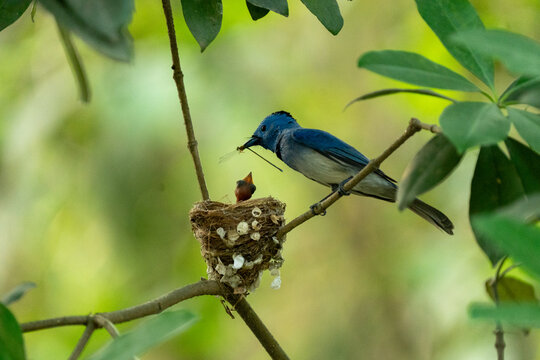 View of a black-naped monarch bird feeding its chick in a small nest perched on a tree branch surrounded by green foliage in Joypurhat, Rajshahi Division, Bangladesh.