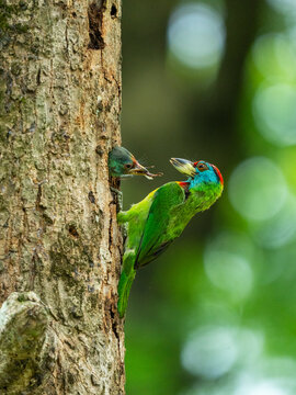 View of a colorful blue-throated barbet feeding its chick at a nesting hole in a tree trunk with a blurred green background in Joypurhat, Rajshahi Division, Bangladesh.