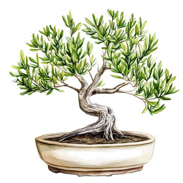 Podocarpus Bonsai, watercolor drawing vector, isolated on a white background.