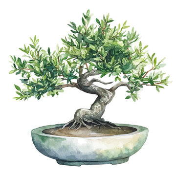 Podocarpus Bonsai, watercolor painting vector, isolated on a white background.