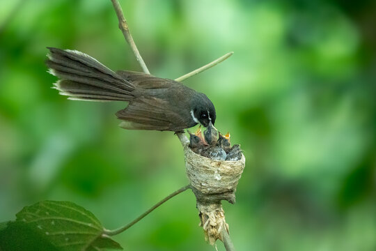 View of a pied fantail bird feeding its hungry chicks in a small nest on a thin branch against a lush green background in Akkelpur Upazila, Rajshahi Division, Bangladesh.