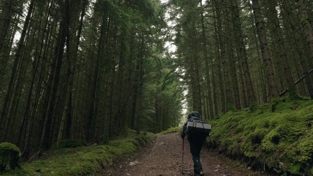 Hiker walking alone in a green forest