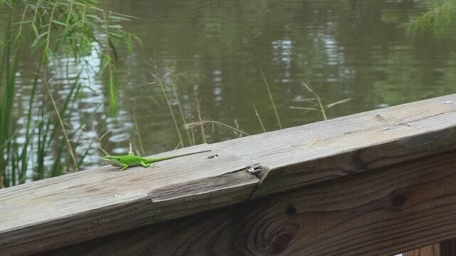 A shot of a green anole, a small green lizard, running and extending his dewlap on the UHCL boardwalk in Houston, Texas.