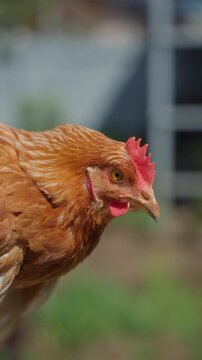 Brown hen portrait with blurred background