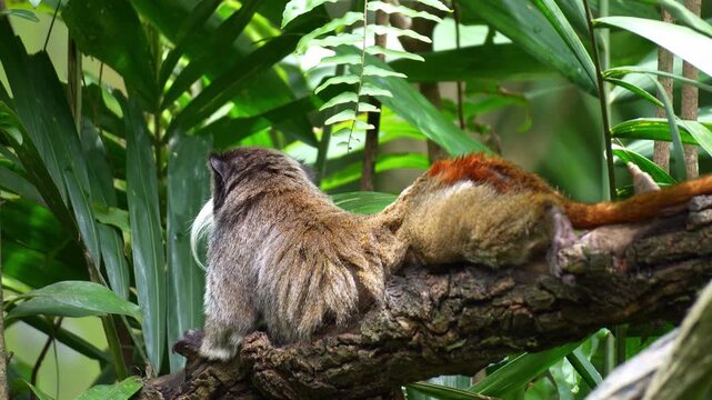 An Emperor tamarin monkey (Saguinus imperator) rests on the tree branch, scratching its body with its back foot, curiously looking around the surroundings, close up shot.