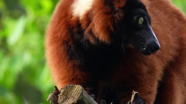 A Red ruffed lemur (Varecia rubra) with a distinctive black face and rust-red fur, licks on the wood, close up shot.