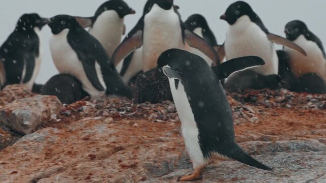 Colony Of Adelie Penguins (Pygoscelis adeliae) On A Snowing Season In Antarctica. Tracking Shot