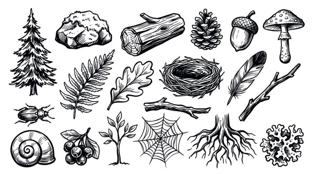 Various hand-drawn nature elements including a pine tree, rock, log, pinecone, acorn, mushroom, and other forest objects in a black and white sketch style