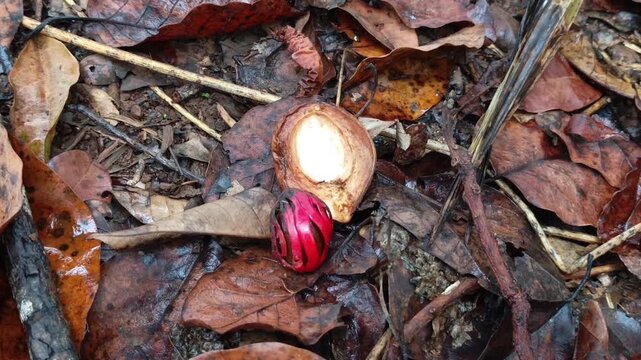 Close-up video focusing on an open ripe nutmeg fruit with exposed dark seed and red fibrous aril on organic soil debris.
