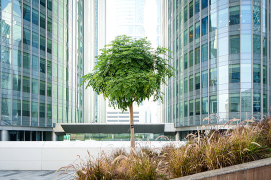 Dubai, United Arab Emirates - 22 April 2023: View of a single green tree standing in front of modern glass skyscrapers with ornamental grasses in the foreground.