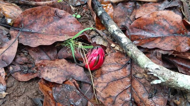 Klip showing a split ripe nutmeg fruit fallen on the muddy ground among dry brown leaves, revealing its bright red aril.