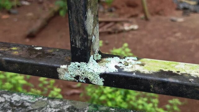 Detailed video focusing on light green lichen crust and weathering moss growing over a black painted metal fence.