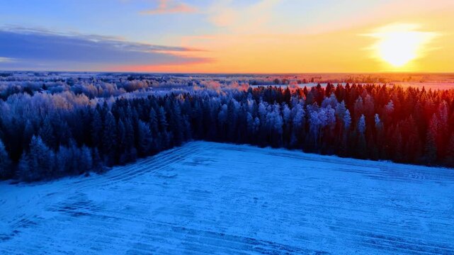 Sunset over frost-covered forest edge and snow field, Lapland, Finland. Hoarfrost laden conifers bordering open field, warm red and orange sun on horizon, blue and purple sky.