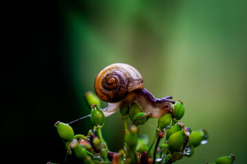snail on a leaf © Karol