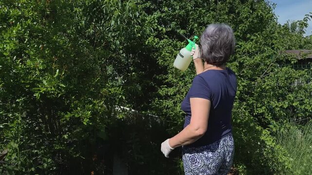 Active senior woman gardener wearing gloves actively spraying fruit tree leaves with a plastic hand pump pressure sprayer in a lush backyard orchard on a sunny summer day authentic medium shot