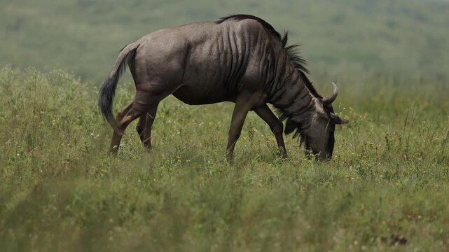 Blue wildebeest walking across open plains of Namibia, powerful African antelope moving through dry savanna landscape. Dynamic wildlife scene capturing speed, movement and freedom in the vast African