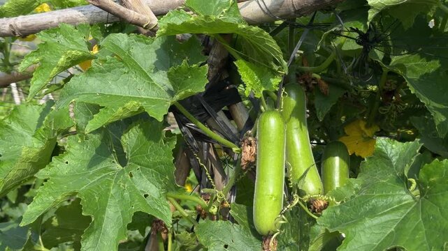 A luffa fruit hangs from a climbing stem attached to a trellis within a cultivated planting area showing structured vertical production. Farm cultivation.