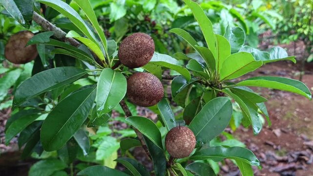 Stock video of a group of mature brown sapodilla fruits ready for manual picking on a local orchard tree branch.