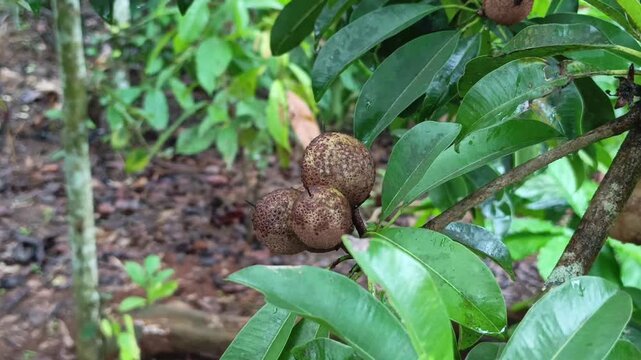 Top-down detailed shot showing the arrangement of glossy green sapodilla leaves around a brown ripening fruit.