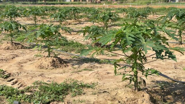 Several young papaya trees stand across a prepared agricultural plot forming evenly spaced planting positions within a managed tropical farming field. Plantation farming.