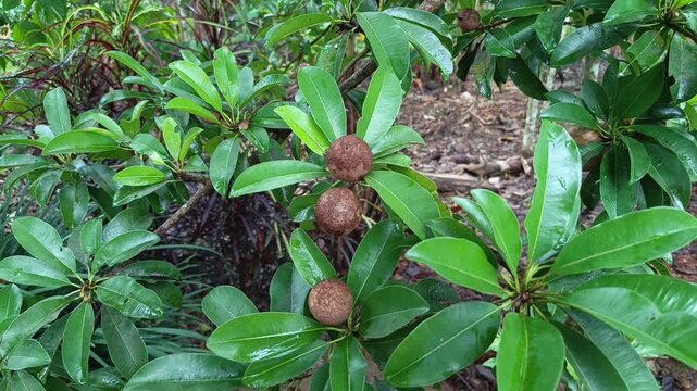 Detailed footage focusing on a cluster of brown sapodilla fruits hanging under thick green leaves on a farm.