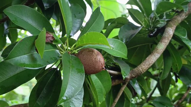 Stock footage of young brown sapodilla fruit developing on a tree branch surrounded by lush green leaves.